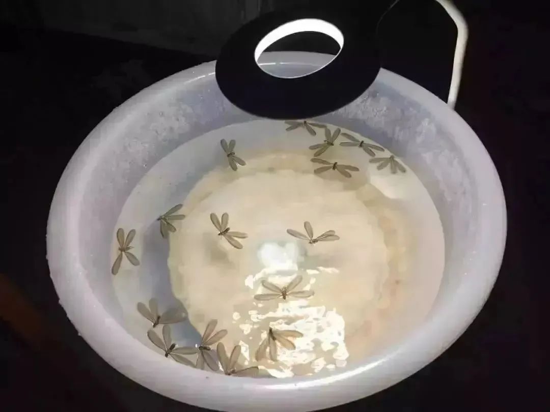 灭白蚁电话_灭白蚁电话号码_灭白蚁电话杭州