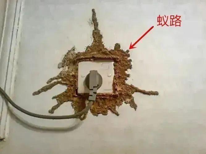 灭白蚁电话杭州_灭白蚁电话号码_灭白蚁电话