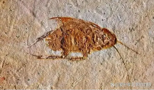 灭蟑螂的方法_蟑螂如何灭_蟑螂灭除方法