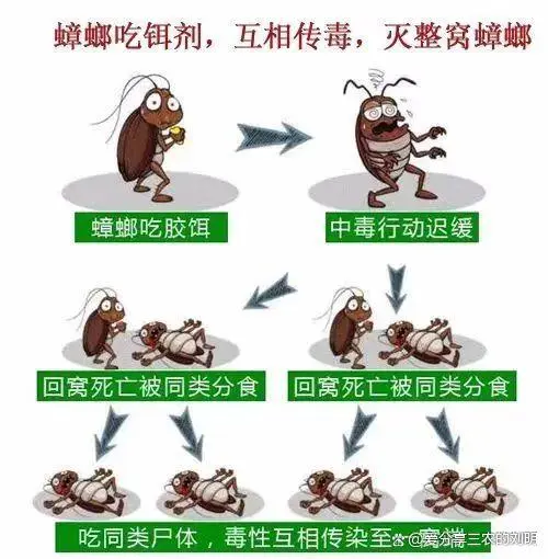 蟑螂灭除方法_蟑螂如何灭_灭蟑螂的方法