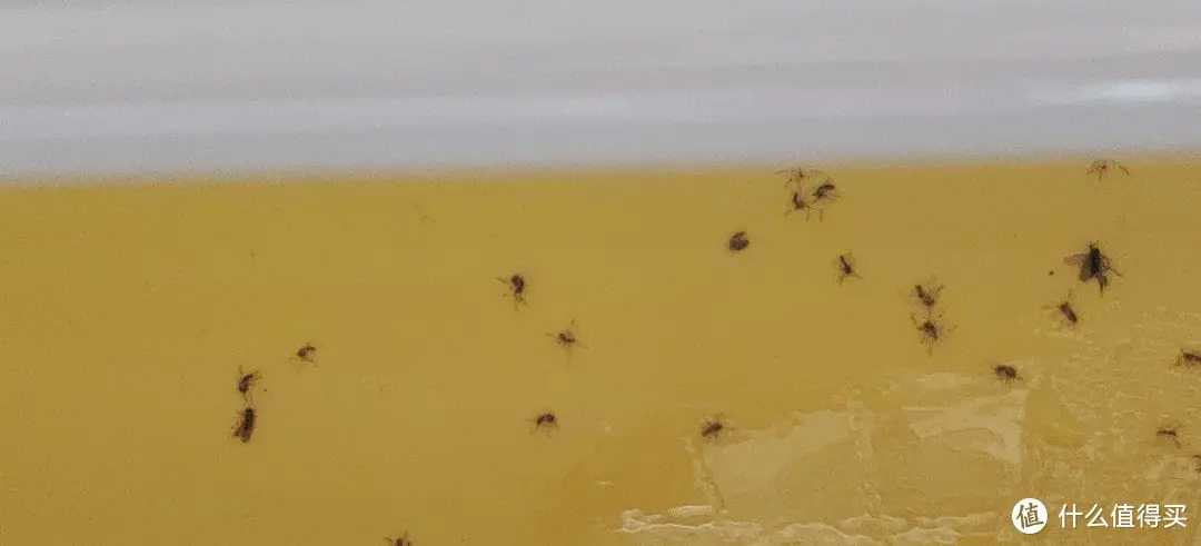 紫外光灭蚊灭虫灭苍蝇?还是工厂级专业设备好(含说明书)灯餐厅饭店用粘捕式诱虫壁挂杀蚊子商铺挂墙