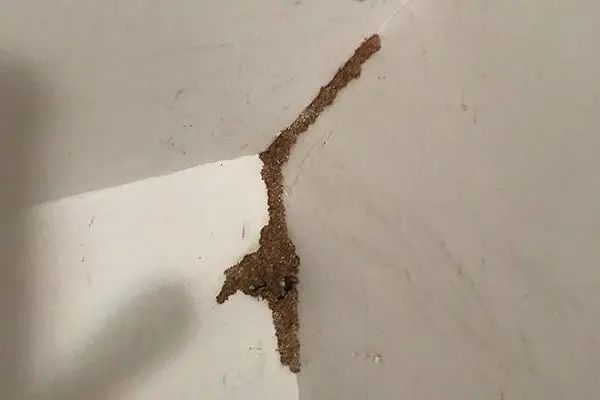 灭白蚁电话_长沙灭白蚁电话_灭白蚁电话多少