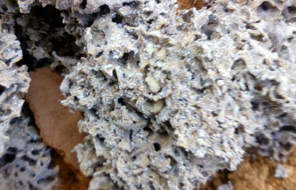 灭白蚁电话多少_长沙灭白蚁电话_灭白蚁电话