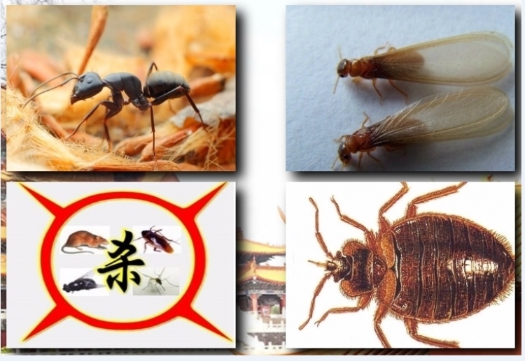 灭老鼠公司有用吗_灭老鼠公司_灭老鼠的公司