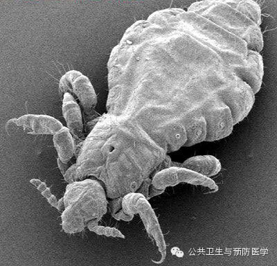 室内臭虫怎么消灭_室内灭臭虫_室内臭虫怎么彻底消灭