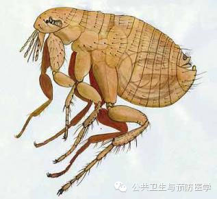 室内臭虫怎么彻底消灭_室内灭臭虫_室内臭虫怎么消灭