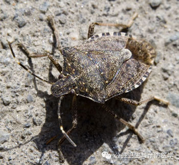 室内臭虫怎么消灭_室内臭虫怎么彻底消灭_室内灭臭虫