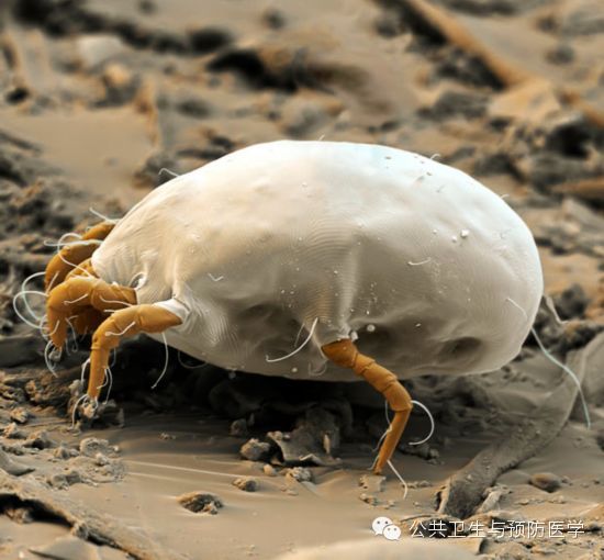 室内臭虫怎么消灭_室内灭臭虫_室内臭虫怎么彻底消灭