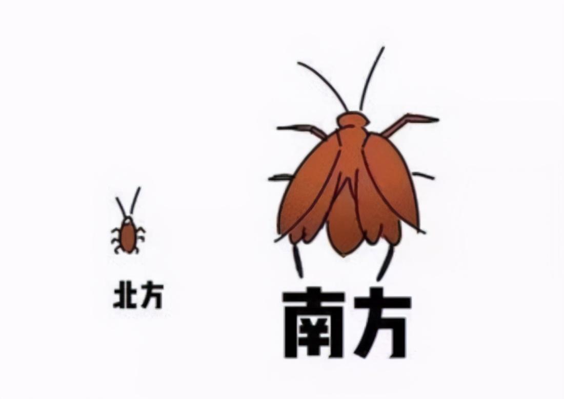蟑螂怕什么_蟑螂怕什么东西和气味_蟑螂怕高温吗