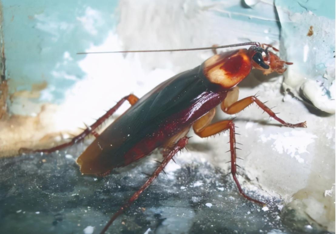 蟑螂怕什么东西和气味_蟑螂怕高温吗_蟑螂怕什么