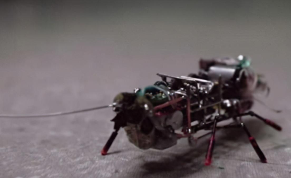 蟑螂怕什么_蟑螂怕高温吗_蟑螂怕什么东西和气味