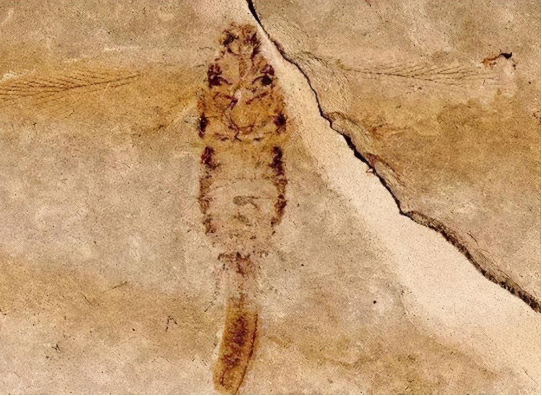 蟑螂怕高温吗_蟑螂怕什么_蟑螂怕什么东西和气味