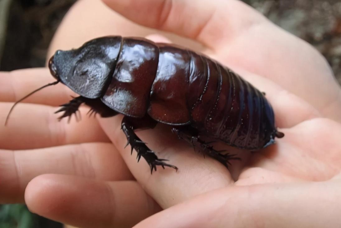 蟑螂怕什么东西和气味_蟑螂怕什么_蟑螂怕高温吗