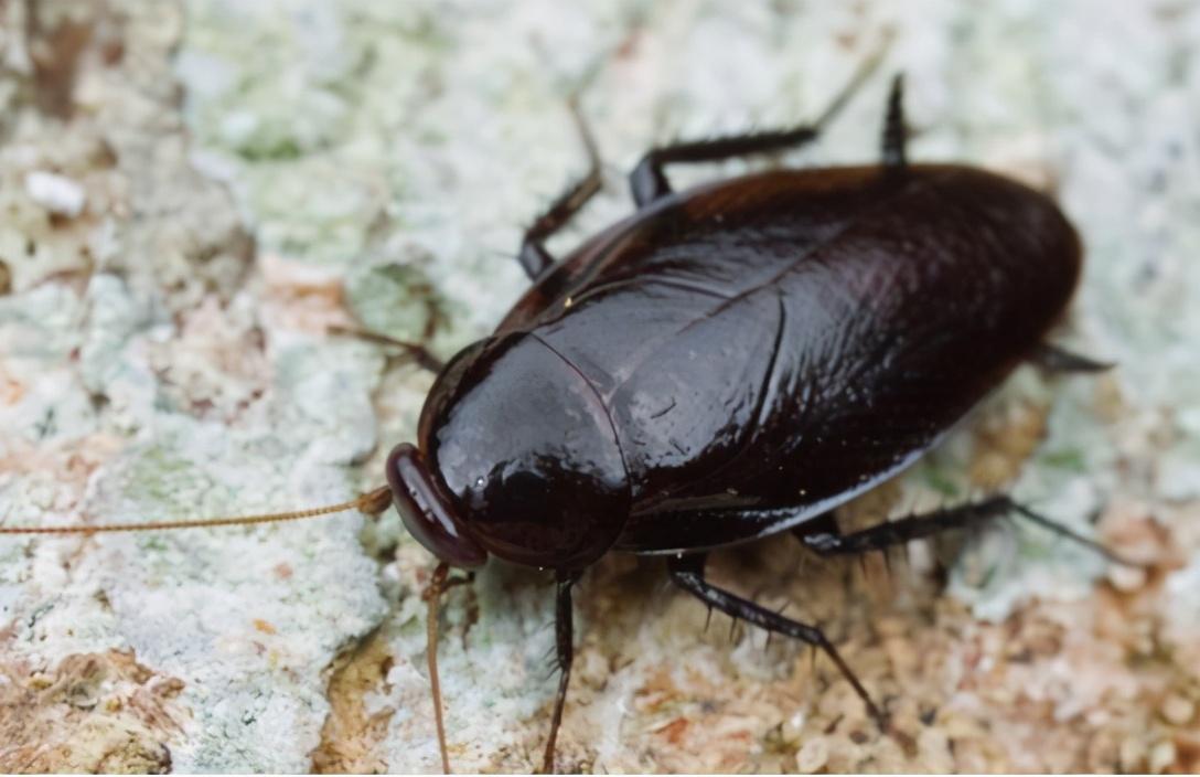 蟑螂怕什么_蟑螂怕什么东西和气味_蟑螂怕高温吗