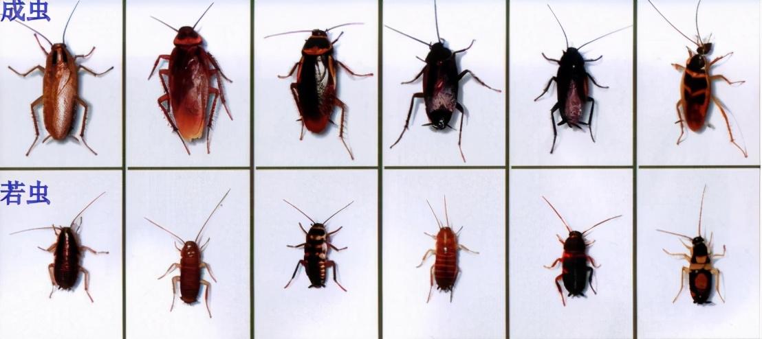 蟑螂怕什么东西和气味_蟑螂怕什么_蟑螂怕高温吗