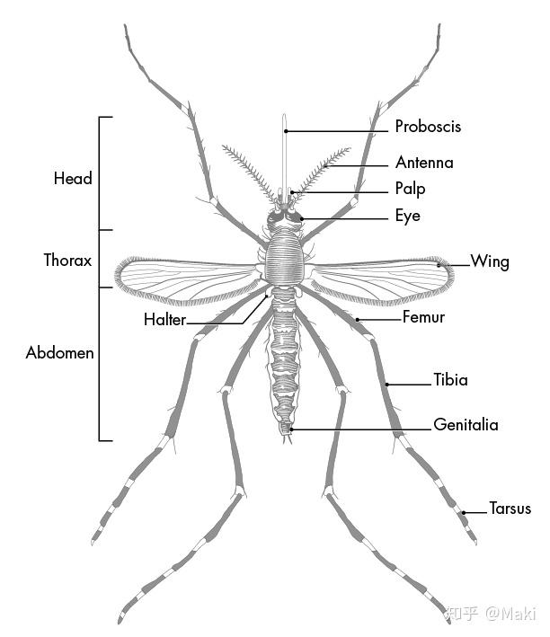 家庭最有效灭蚊子方法_家庭灭蚊虫最好的方法_家庭灭蚊子最有效的方法是什么
