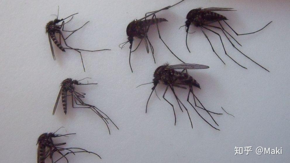 家庭灭蚊虫最好的方法_家庭最有效灭蚊子方法_家庭灭蚊子最有效的方法是什么