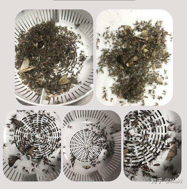 家庭最有效灭蚊子方法_家庭灭蚊虫最好的方法_家庭灭蚊子最有效的方法是什么
