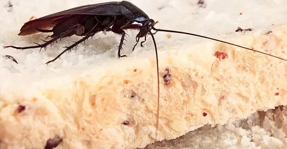 蟑螂怕消毒水吗_蟑螂怕不怕樟脑丸_蟑螂怕什么