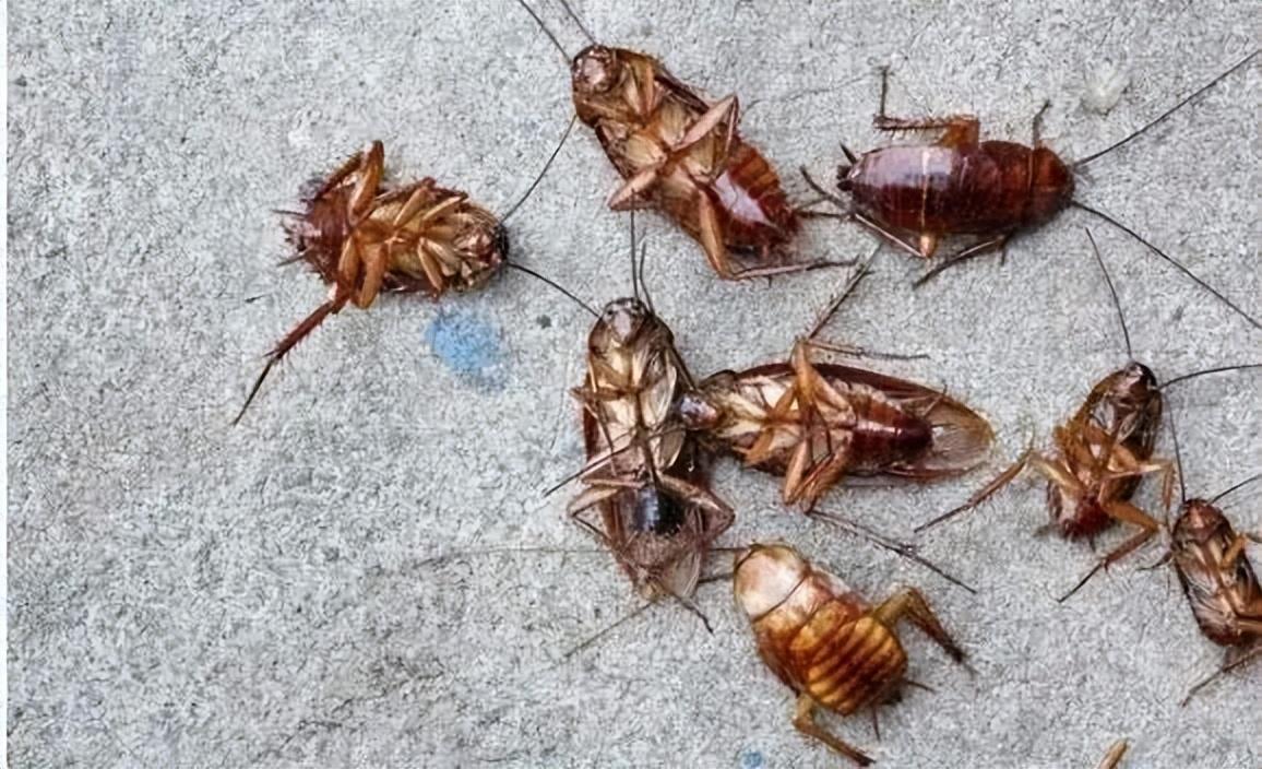 蟑螂怕什么_蟑螂怕消毒水吗_蟑螂怕不怕樟脑丸