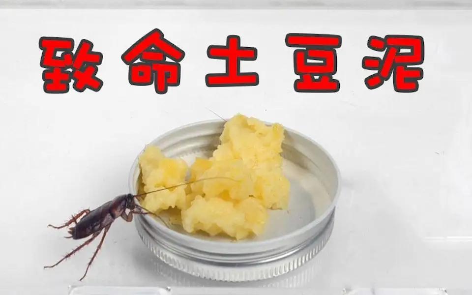 蟑螂怕消毒水吗_蟑螂怕不怕樟脑丸_蟑螂怕什么