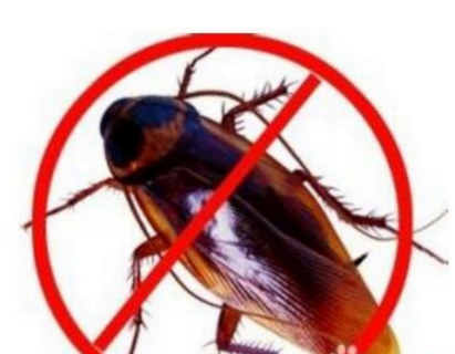 蟑螂怕不怕樟脑丸_蟑螂怕什么_蟑螂怕什么东西和气味