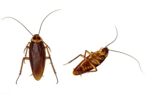 蟑螂怕什么_蟑螂怕什么东西和气味_蟑螂怕不怕樟脑丸