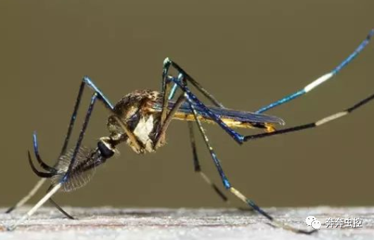 灭蚊子妙方_灭蚊子的100种方法_灭蚊子方法