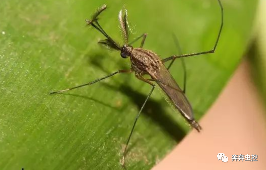 灭蚊子方法_灭蚊子的100种方法_灭蚊子妙方