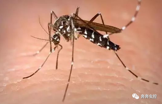 灭蚊子方法_灭蚊子的100种方法_灭蚊子妙方