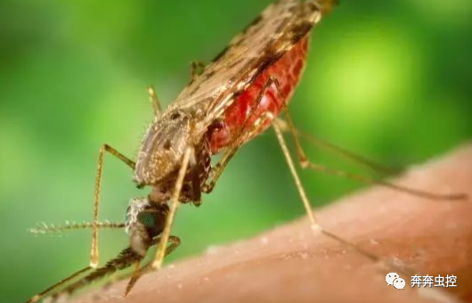 灭蚊子的100种方法_灭蚊子方法_灭蚊子妙方