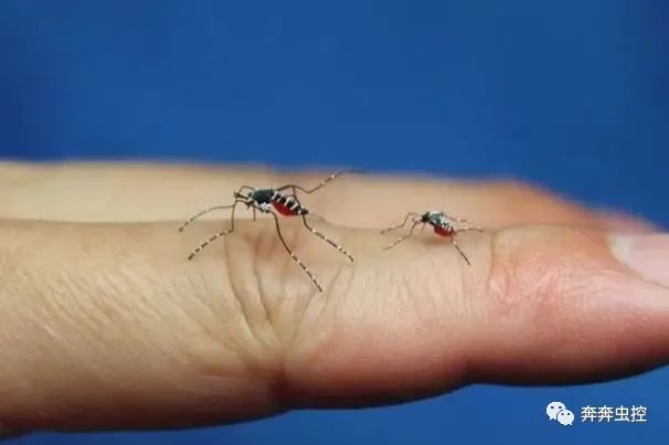 灭蚊子方法_灭蚊子的100种方法_灭蚊子妙方