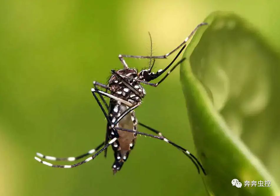 灭蚊子妙方_灭蚊子的100种方法_灭蚊子方法