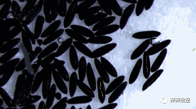 灭蚊子妙方_灭蚊子方法_灭蚊子的100种方法