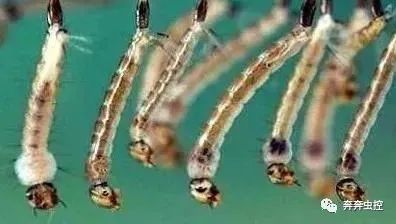 灭蚊子的100种方法_灭蚊子妙方_灭蚊子方法
