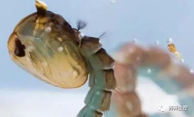 灭蚊子的100种方法_灭蚊子方法_灭蚊子妙方