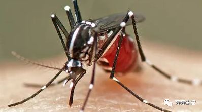 灭蚊子妙方_灭蚊子方法_灭蚊子的100种方法