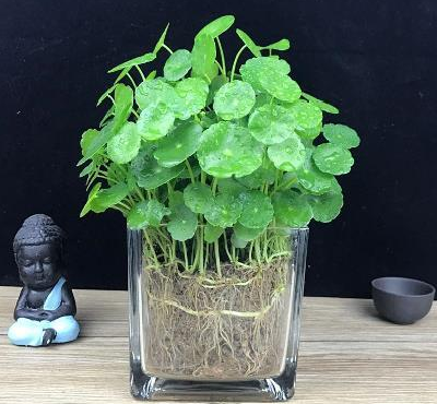 灭蚊子方法有哪些_灭蚊子方法_生活小妙招灭蚊子配方