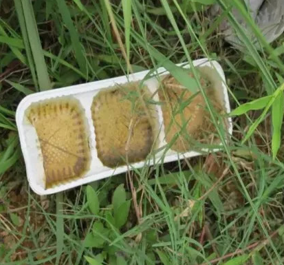 生活小妙招灭蚊子配方_灭蚊子方法有哪些_灭蚊子方法