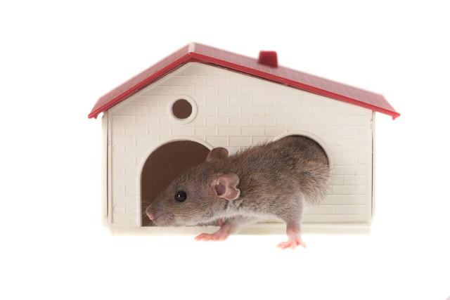 老鼠消灭快速方法视频_如何快速消灭老鼠_怎么消灭老鼠带来的虫