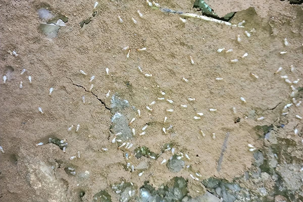 灭白蚁公司_白蚁怎么灭_灭白蚁最快的方法