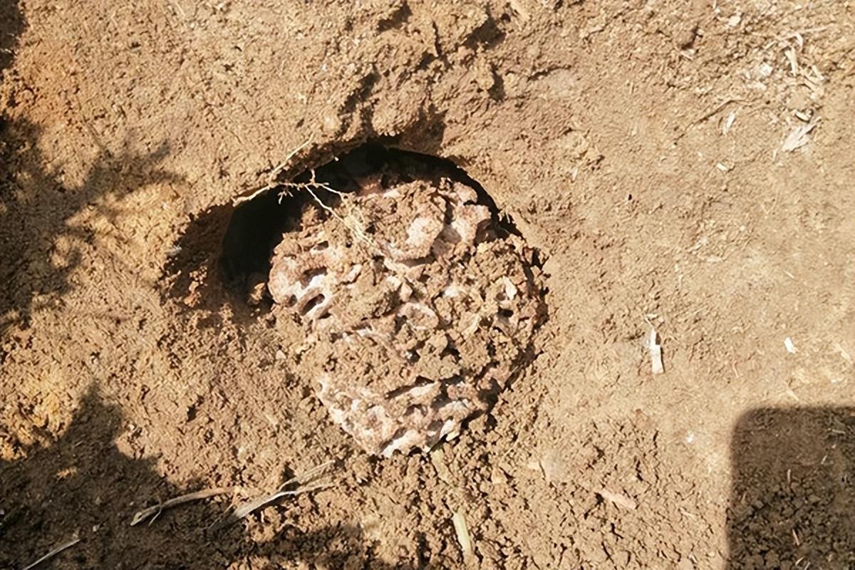 灭白蚁公司_灭白蚁最快的方法_白蚁怎么灭