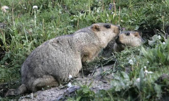 老鼠灭土有效方法有哪些_灭老鼠最有效的土方法_老鼠灭土有效方法视频