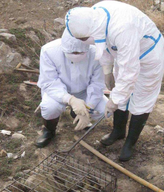 老鼠灭土有效方法视频_老鼠灭土有效方法有哪些_灭老鼠最有效的土方法