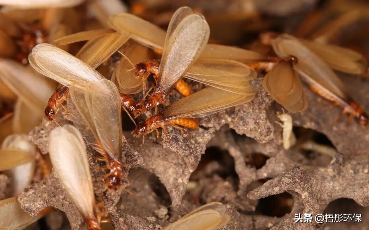 灭白蚁最快的方法_灭白蚁的特效药_白蚁怎么灭