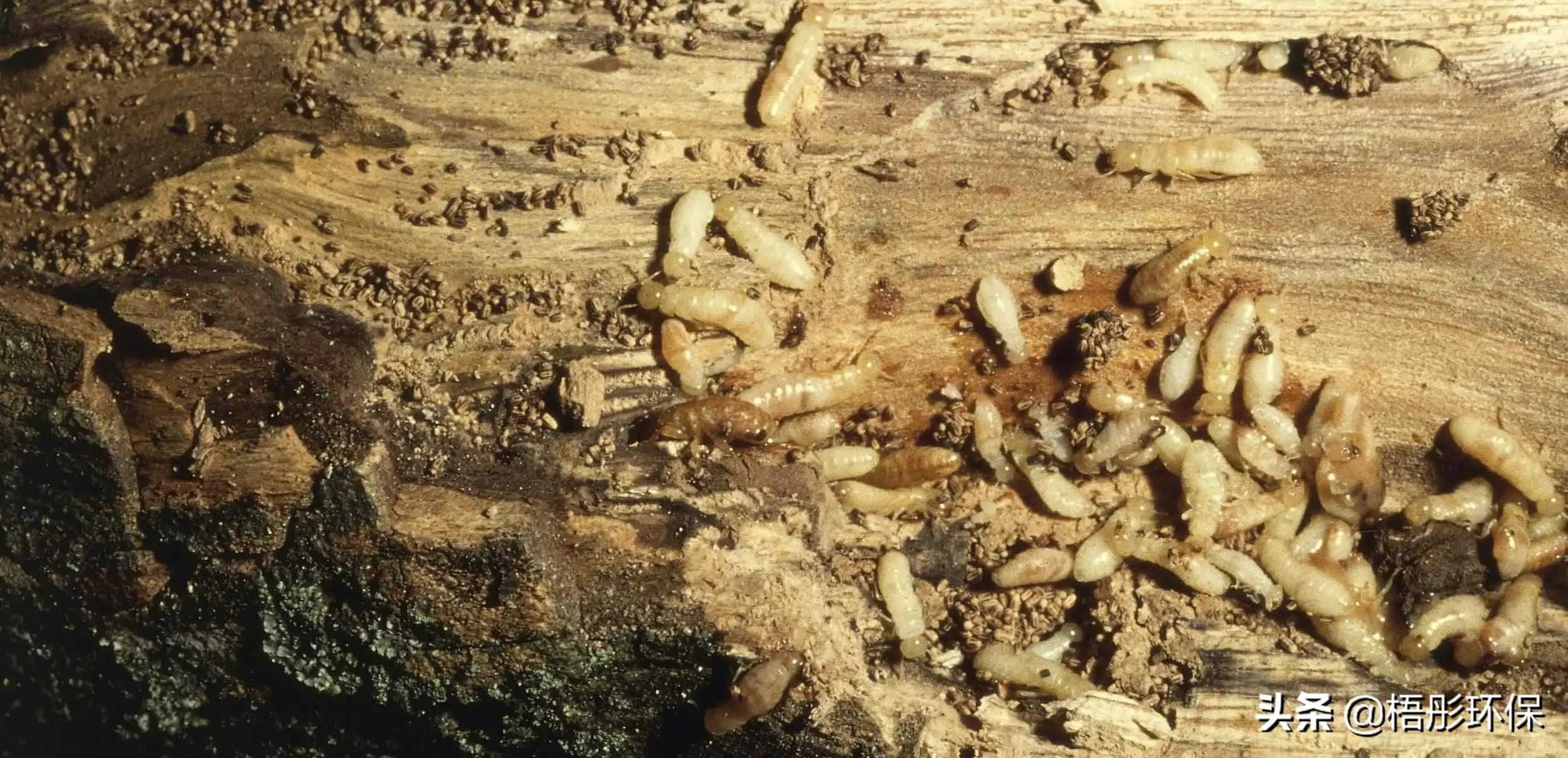 白蚁怎么灭_灭白蚁最快的方法_灭白蚁的特效药