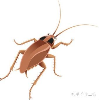 蟑螂灭药有效品牌有哪些_灭蟑螂药排名_灭蟑螂最有效的药品牌