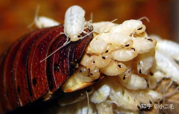 灭蟑螂药排名_灭蟑螂最有效的药品牌_蟑螂灭药有效品牌有哪些