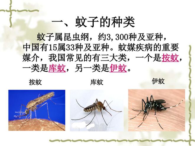 药水子灭蚊有什么作用_灭蚊子的药水有哪些_蚊子的药水