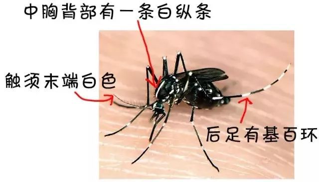 药水子灭蚊有什么作用_蚊子的药水_灭蚊子的药水有哪些